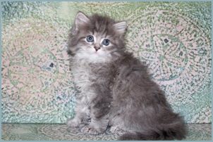 Male Siberian Kitten from Deedlebug Siberian